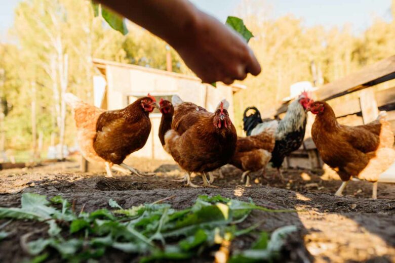 Quels Sont Les Meilleurs Aliments Pour Les Poules NeozOne