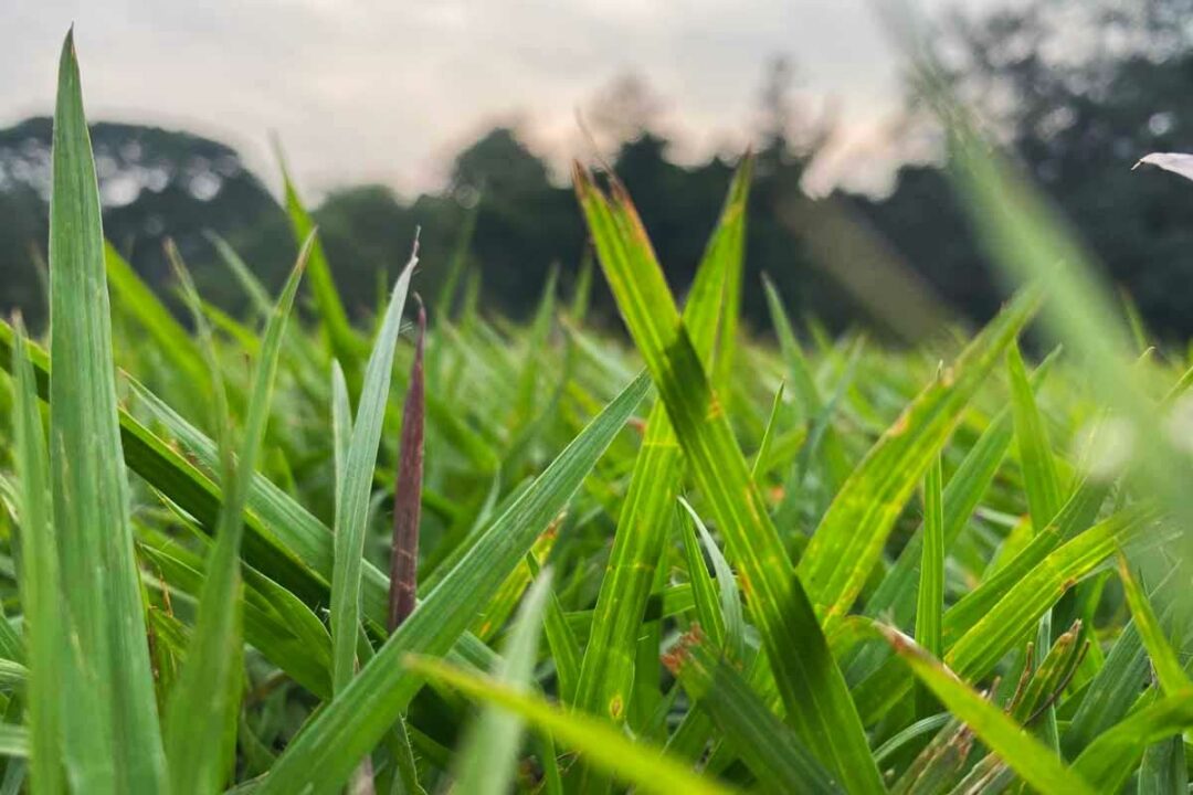 Kikuyu un gazon économe en eau résistant à la chaleur et qui demande