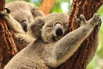 Koala Câlin Faisant La Sieste Dans Un Arbre