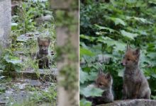 Confinement : les premiers renardeaux sont nés au Père-Lachaise... Et c'est une première à Paris !