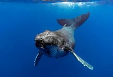 Bonne nouvelle ! Au plus bas en 1950, la population des baleines à bosse a retrouvé 93% de sa population d’origine