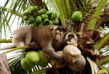 La PETA dénonce l'exploitation des singes en Thaïlande, condamnés à cueillir 1000 noix de cocos chaque jour !