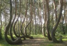 Une forêt de Pologne abrite d'étranges arbres tordus, et personne ne sait vraiment pourquoi !