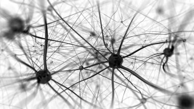 Vésuve : des neurones parfaitement conservés découverts dans le cerveau vitrifié d'une victime à Herculanum