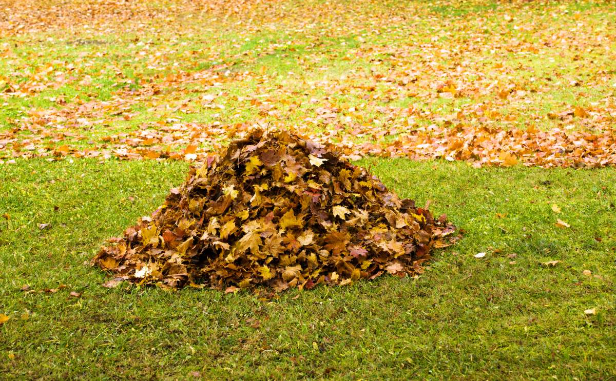 Automne au jardin : faire un terreau de feuilles mortes