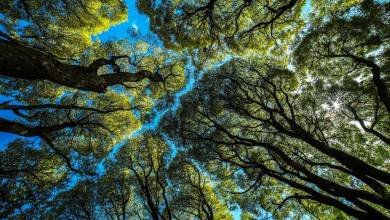 Les arbres aussi pratiquent la distanciation physique, on appelle ça la "couronne de timidité"