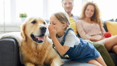 D’après cette étude, les chiens ne pourront jamais comprendre complètement le langage humain