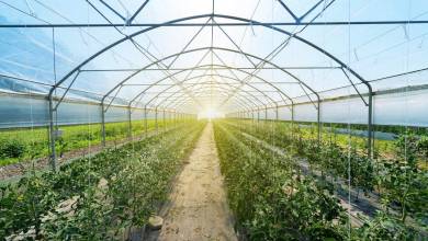 Les panneaux solaires semi-transparents alimentent les serres en énergie sans ralentir la croissance des végétaux