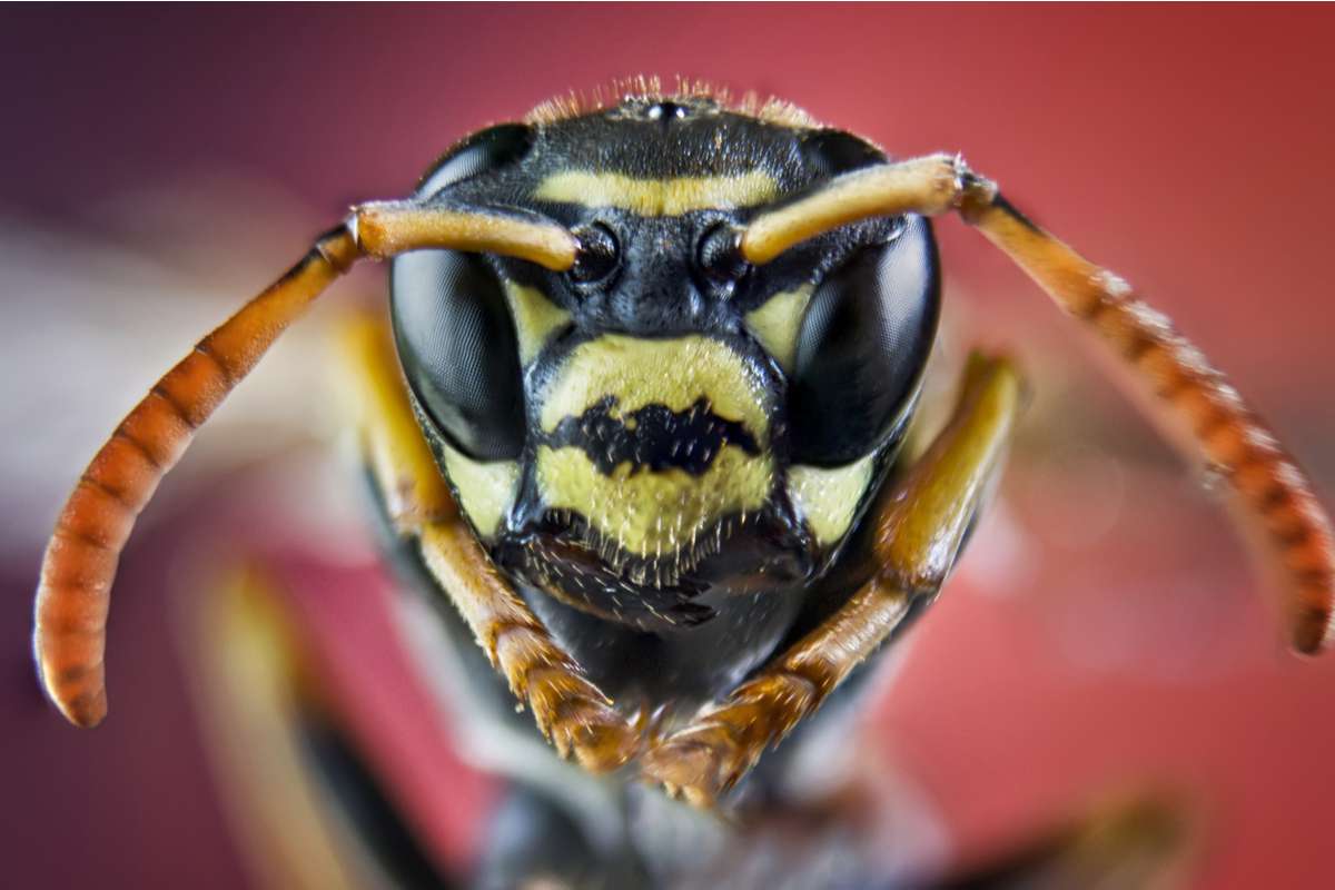 VIDÉO. Un apiculteur fabrique des pièges pour capturer les frelons  asiatiques