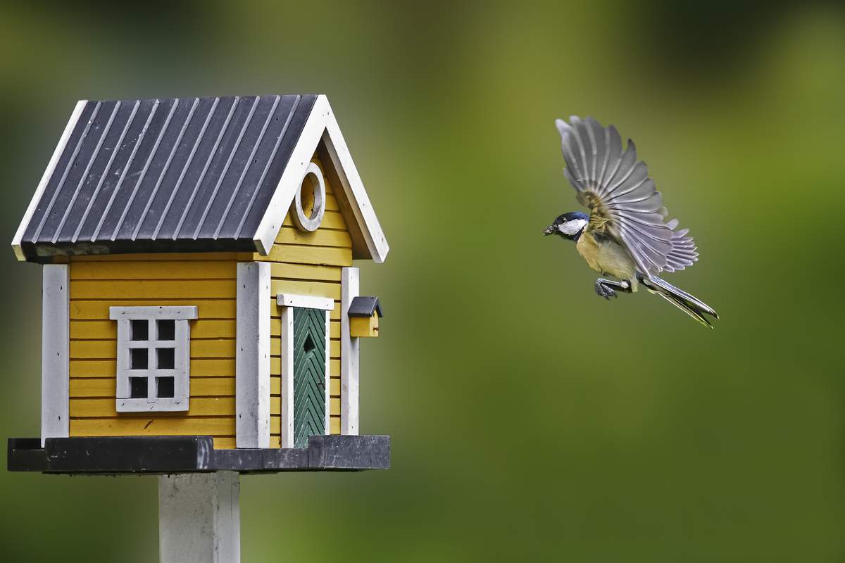 Comment attirer les oiseaux dans votre jardin ?