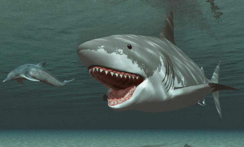 Mégalodon : le requin préhistorique était plus grand qu'on ne l'imaginait !