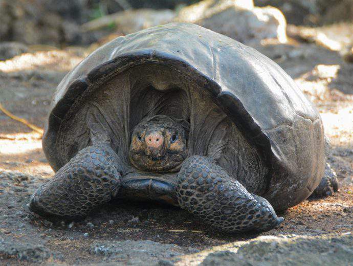 Une espèce de tortue géante disparue depuis plus d’un siècle a été retrouvée !