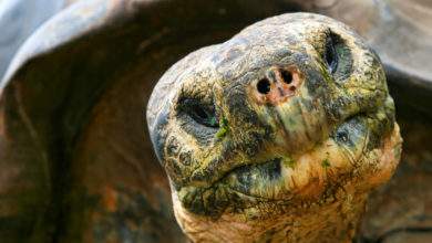 Une espèce de tortue géante disparue depuis plus d’un siècle a été retrouvée !