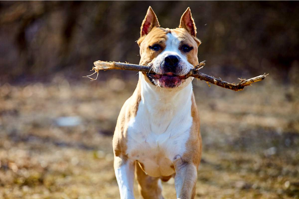Si vous tenez à votre chien, ne lui lancez JAMAIS de bâton pour jouer ! -  NeozOne