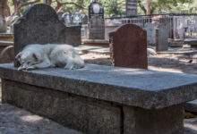 Un chien couché sur une tombe