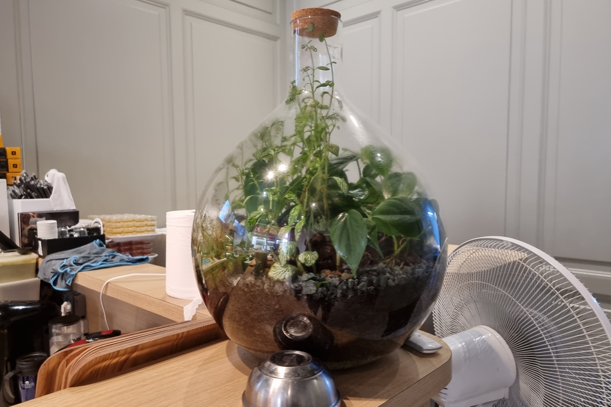 Comment créer un jardin dans une bouteille, ce petit écosystème  autosuffisant qui ne nécessite aucun arrosage ? - NeozOne