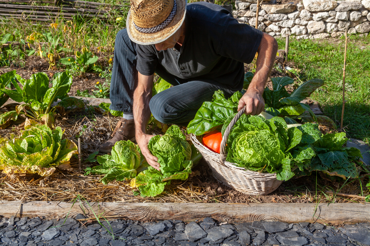 Jardinage en extérieur : Premières plantations au potager, Retour en  images, Actualités