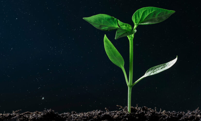 Photosynthèse Artificielle : ils inventent une technologie qui permet aux  plantes de pousser sans soleil - NeozOne