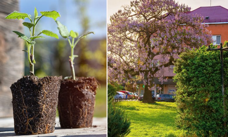 Ils plantent des Paulownia, un arbre aux supers pouvoirs qui pousse en 3  ans et absorbe 10 fois plus de CO2 - NeozOne