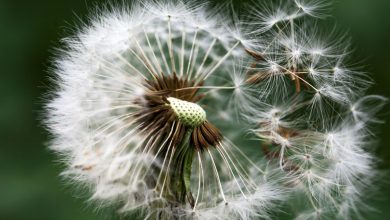 Un appareil qui convertit la moindre brise en électricité