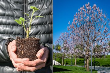 Paulownia : un arbre aux capacités extraordinaires qui pousse en 36 mois et qui  absorbe 10 fois plus de CO₂ - NeozOne