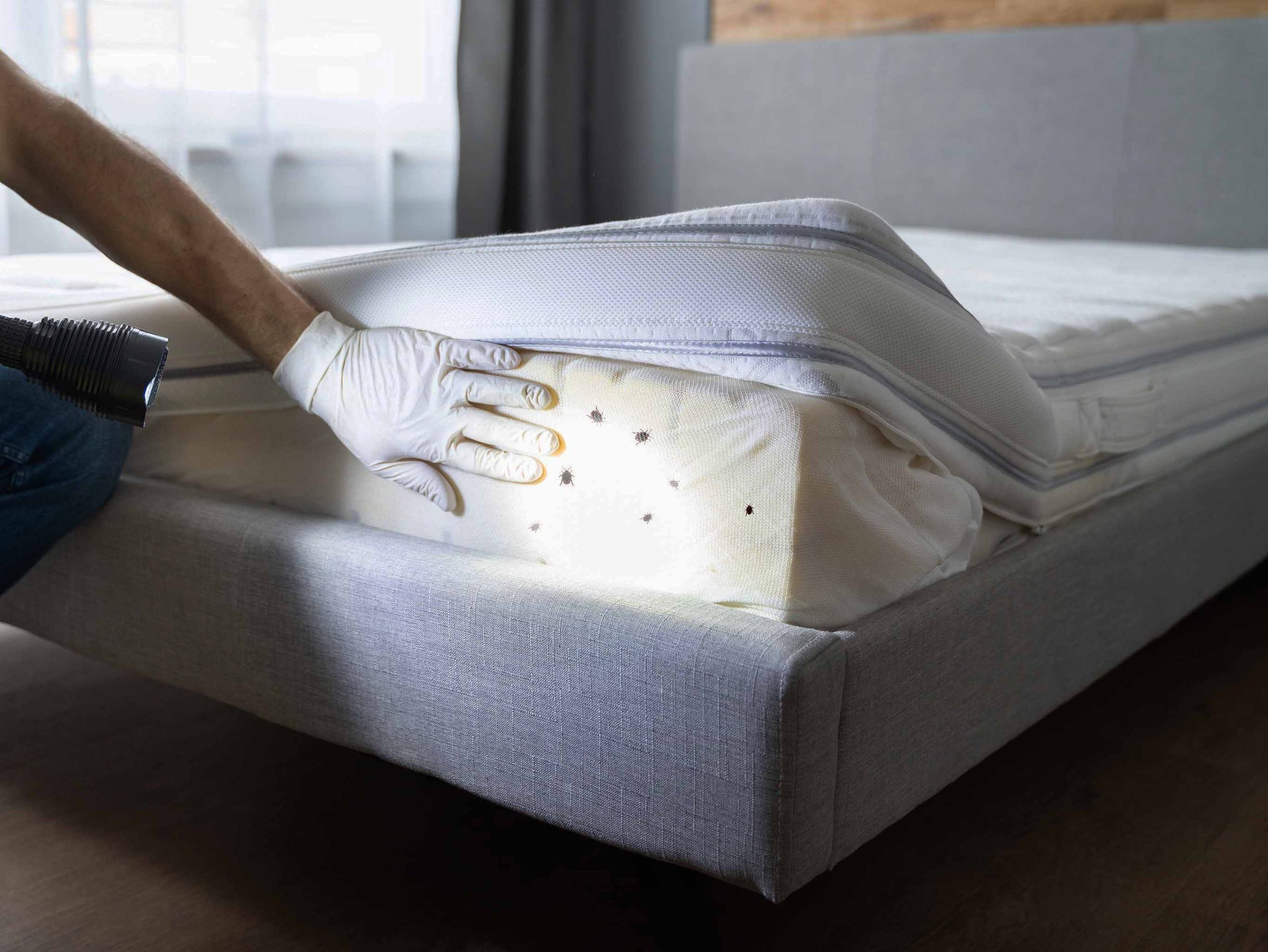 Punaises de lit : comment lutter contre les démangeaisons