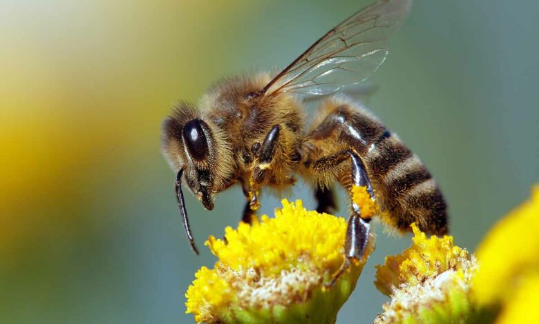 UN TOIT POUR LES ABEILLES : parrainer une ruche pour préserver les