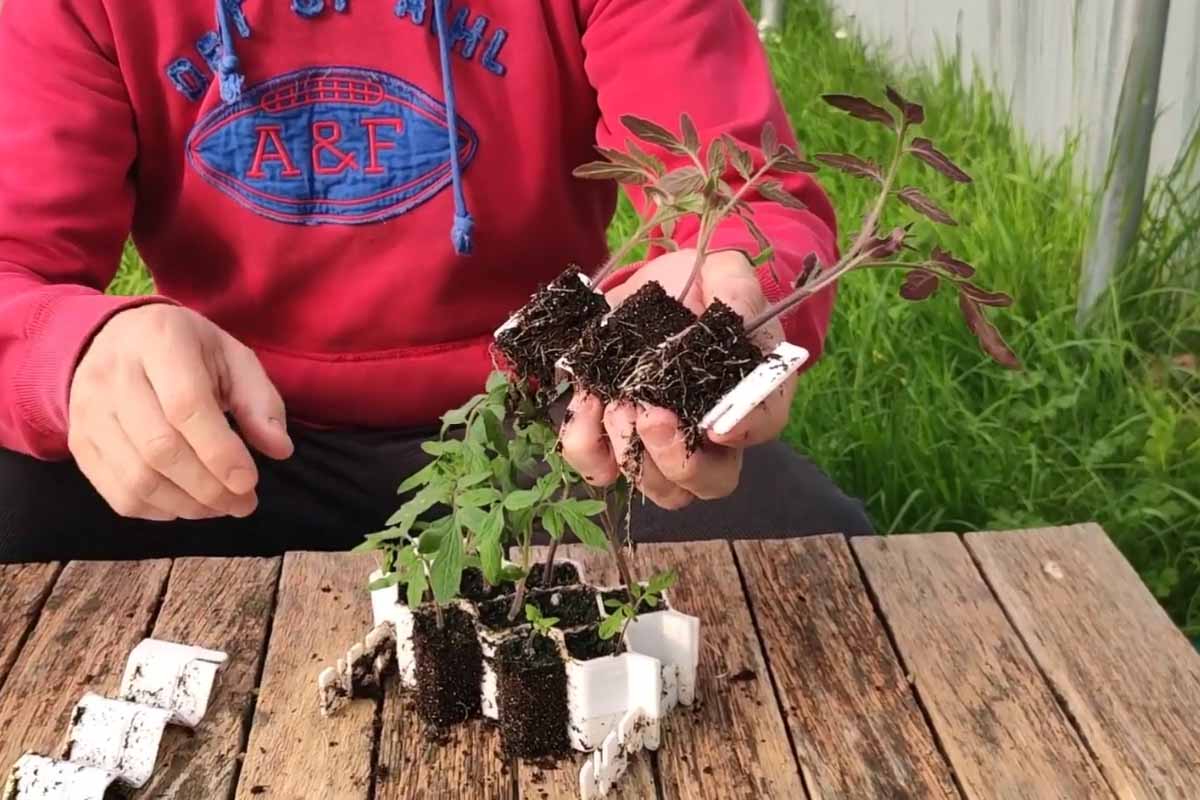 Les inventions et innovations pour améliorer la production de tomates au  jardin - NeozOne