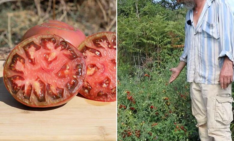Des semences de tomates anciennes résistantes à la sècheresse, qui