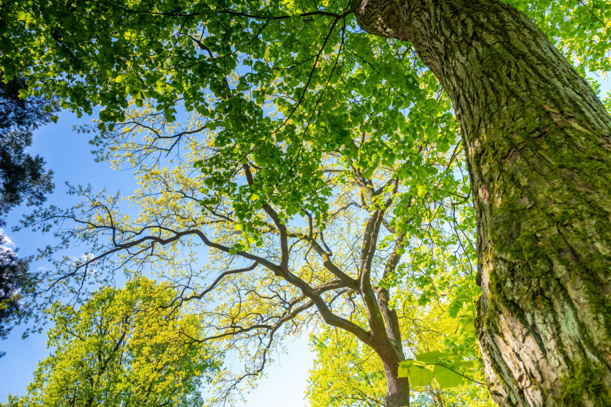 Les avantages du bois de l'arbre paulownia