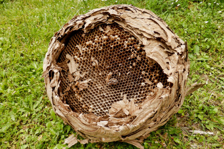 Les nids de frelon asiatique sont généralement de grande taille et peuvent atteindre plus d'un mètre de hauteur. Ils ont une forme en forme de poire avec une ouverture sur le bas.