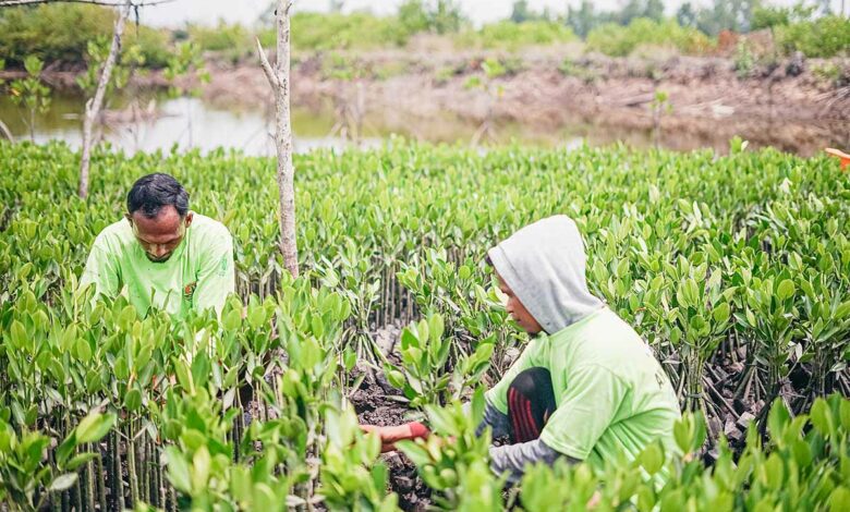 Quest ce que la mangrove et quel est son rôle dans la reforestation NeozOne