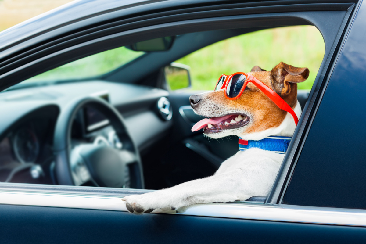 Mieux protéger vos animaux dans votre auto - Guide Auto