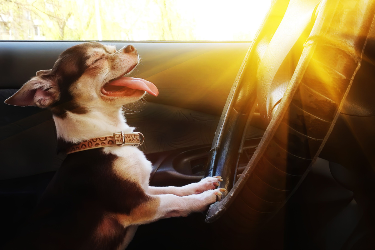 Quels sont les dangers de la chaleur pour les chiens en voiture ?