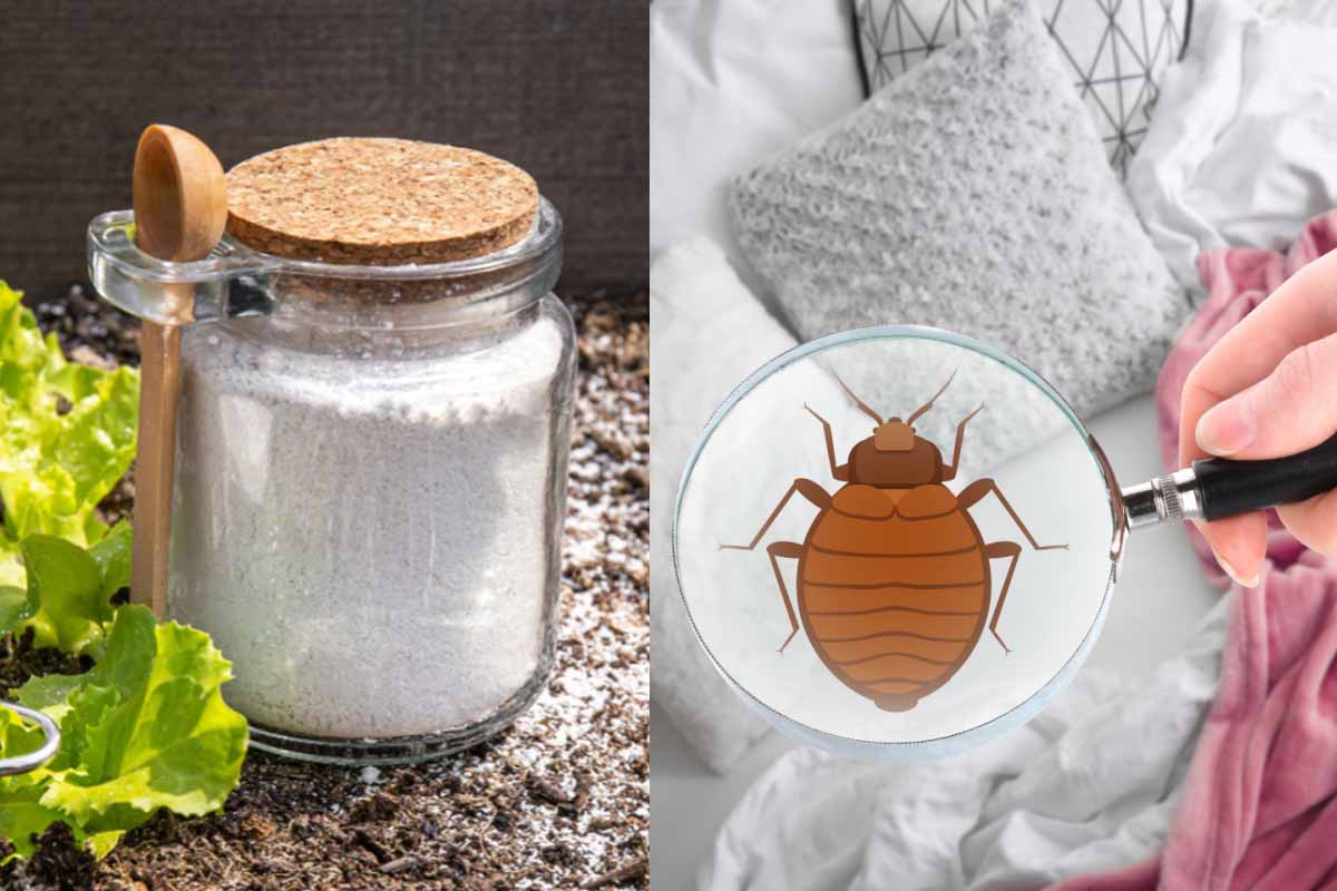 Cafard, puce ou fourmi ? Utilisez la terre de diatomée – Tout pratique