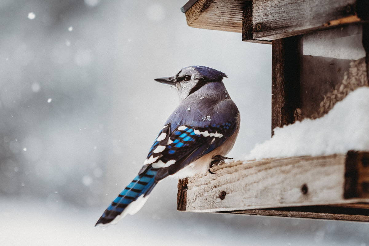 Nourrir les oiseaux en hiver : que faire et ne surtout pas faire ?