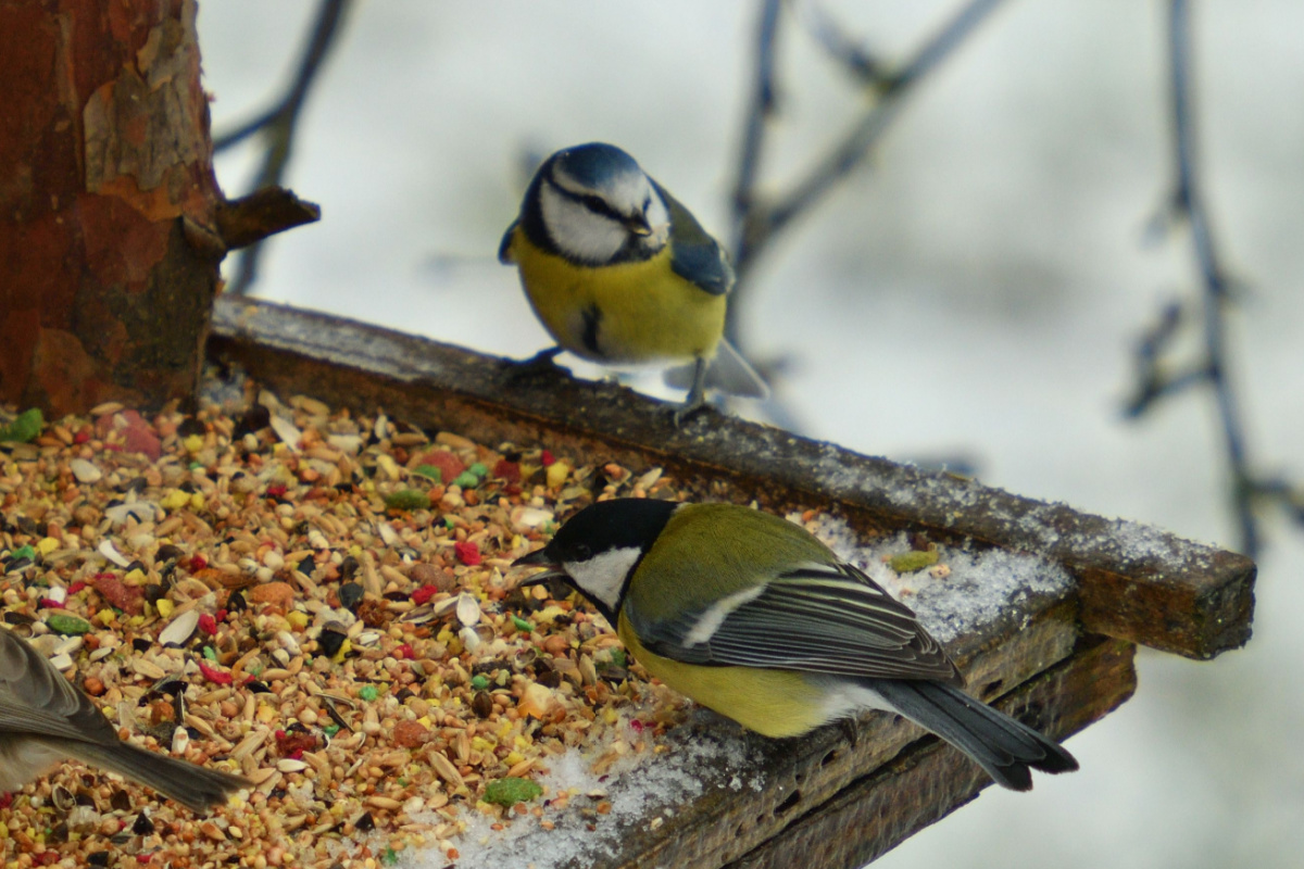 Pâtée hiver pour oiseaux du ciel – en sceau de 1,25 kg