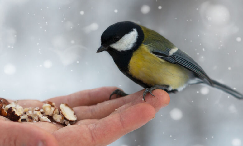 Les conseils de la Ligue Protectrice des Oiseaux (LPO) pour nourrir les  oiseaux en hiver et ce qu'il ne faut surtout pas faire - NeozOne