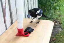 Comment et quand nourrir les oiseaux du jardin? - Hello-birdy