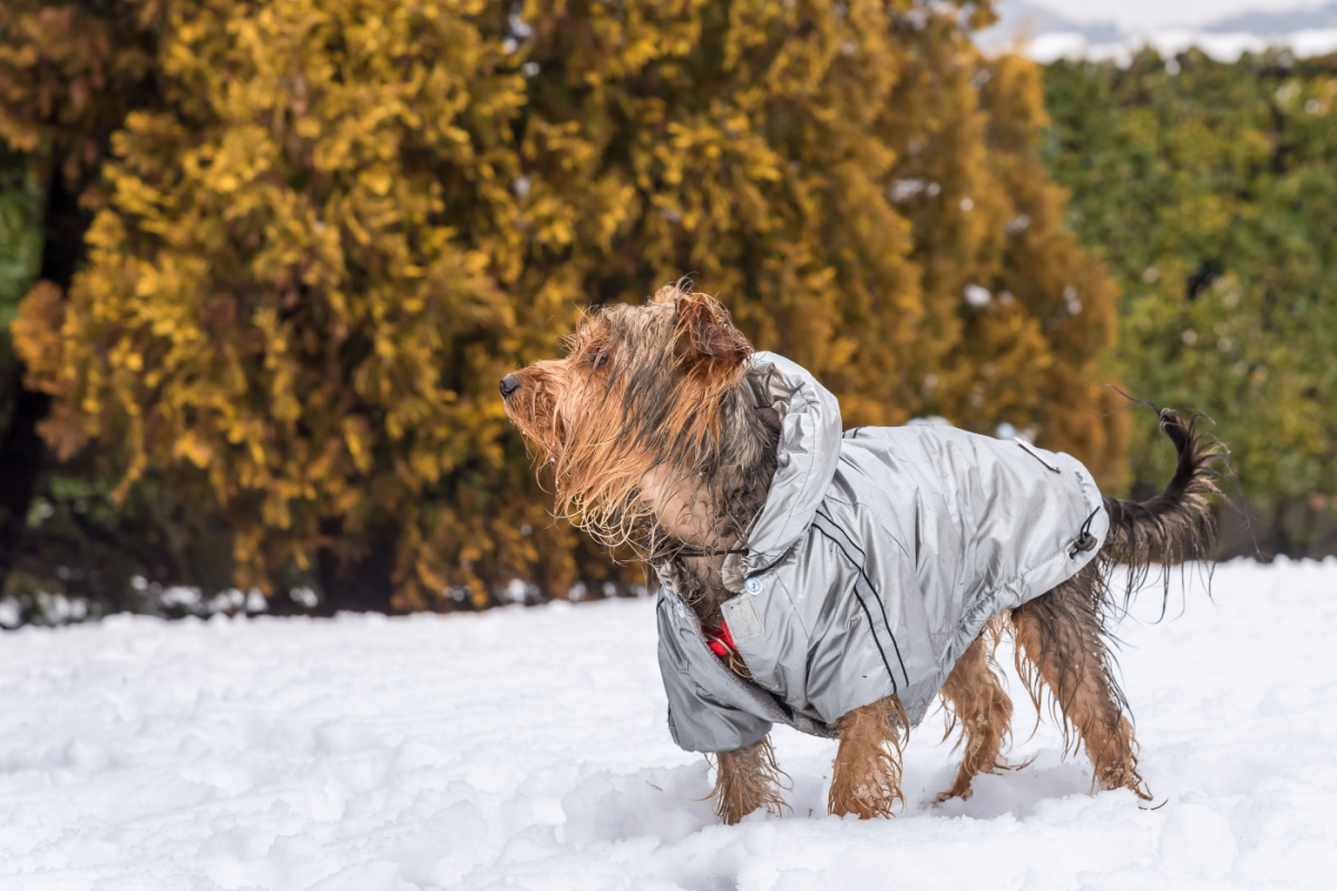 Acheter Manteau imperméable pour chien, veste d'hiver chaude pour chien,  vêtements réfléchissants en polaire pour temps froid, vêtements d'extérieur  coupe-vent pour chiens de petite, moyenne et grande taille