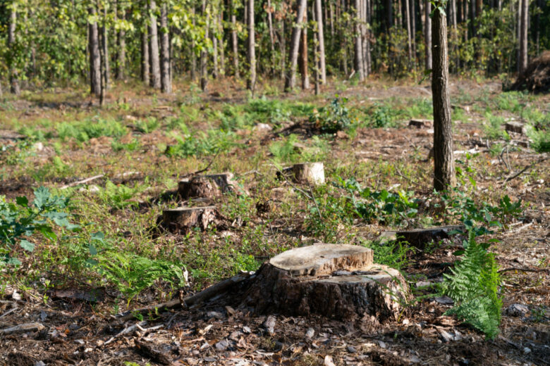 En France, on observe une multiplication des mégaprojets qui dépendent largement de l'utilisation intensive du bois.
