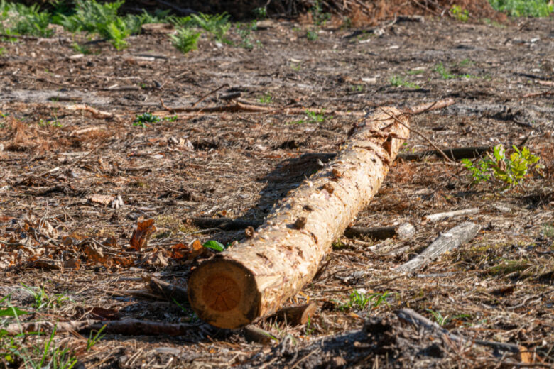 Une demande industrielle « inconciliable avec la préservation de forêts vivantes ». explique le magazine Reporterre.