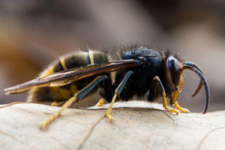 Gros plan sur un frelon asiatique avec ses pattes jaunes très caractéristiques.