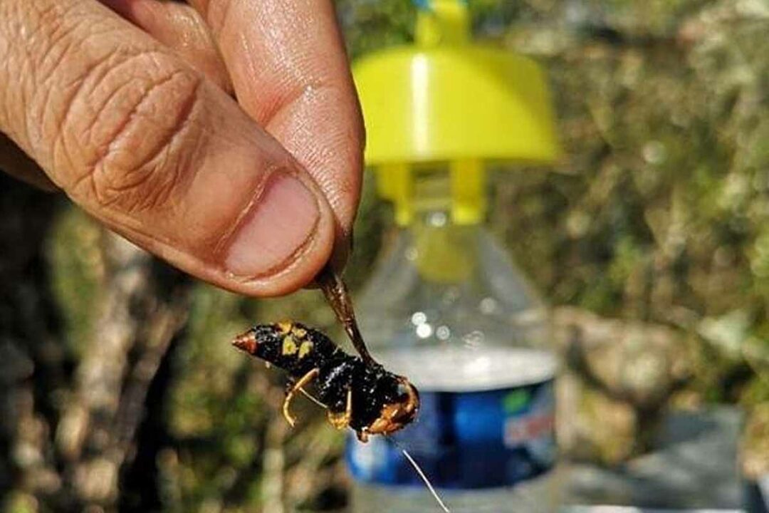 Un frelon asiatique capturé et le piège Tap Trap en arrière-plan.