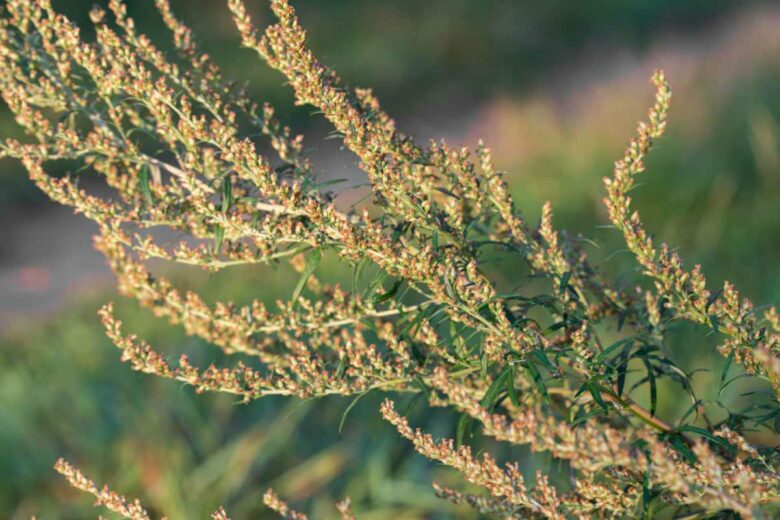 L'armoise est une plante qui provoque de fortes allergies au pollen.