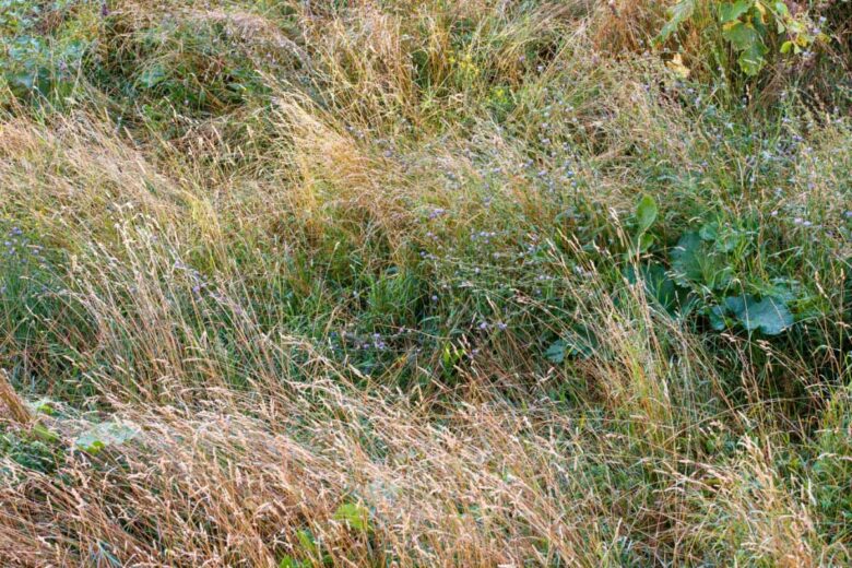 Laisser pousser l'herbe haute dans son jardin est-il autorisé ?