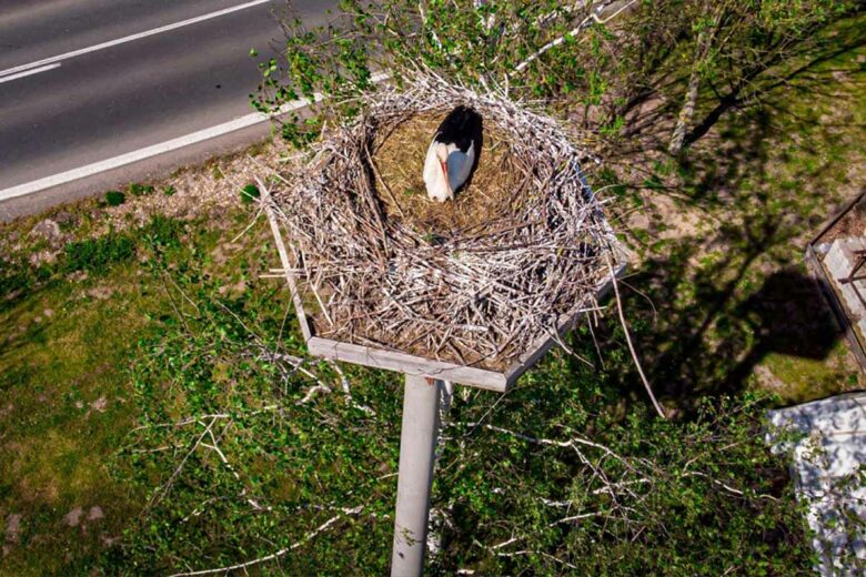 Des structures sont construites pour faciliter la nidification des cigognes.