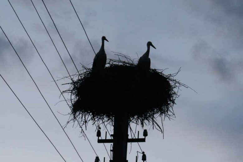 Un nid avec un couple de cigognes sur un poteau électrique peut représenter un danger d'incendie.