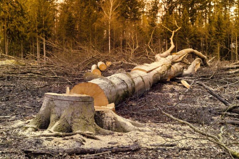Certaines essences d'arbres sont protégées, et il n'est pas autorisé de les abattre.