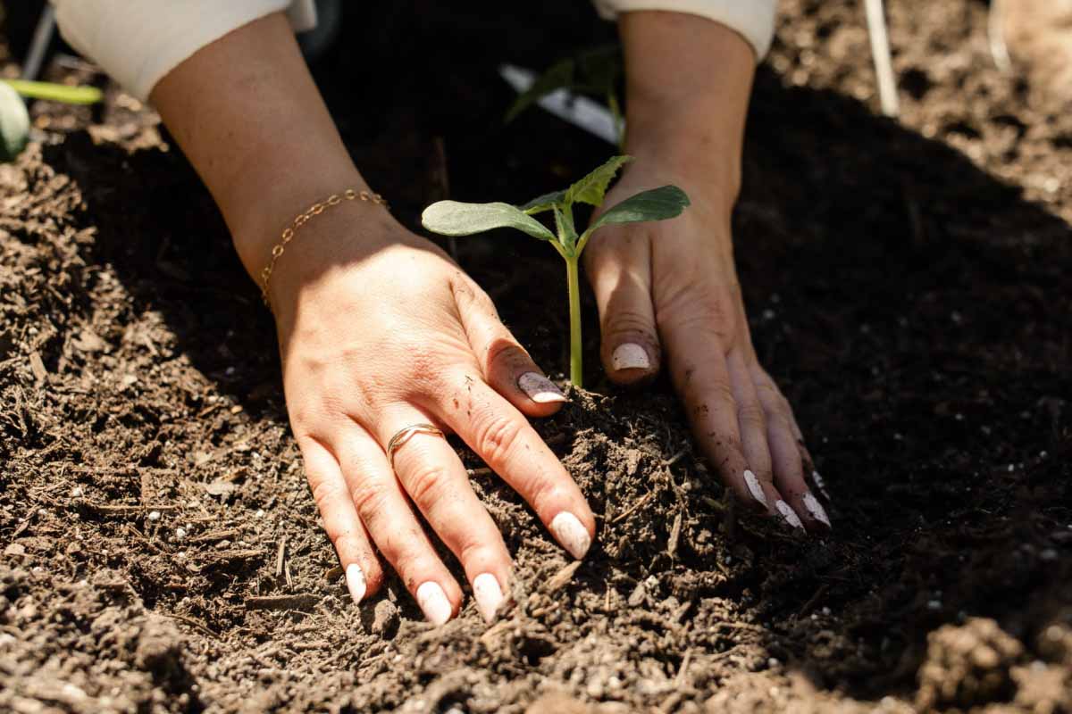Une fois replantée dans du terreau, vous pouvez ajouter du compost pour enrichir le sol.